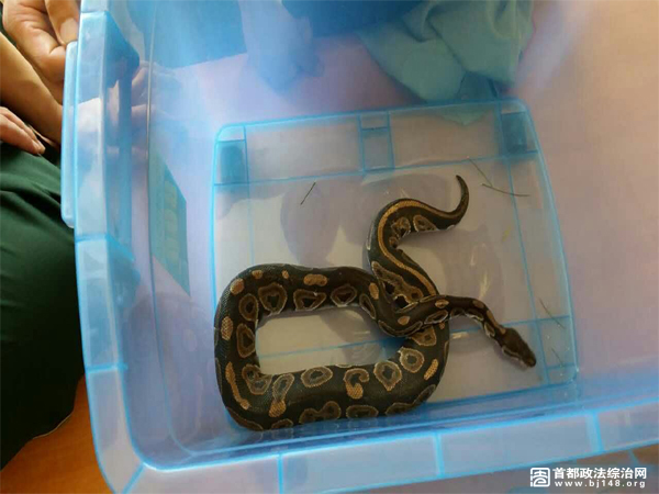 快递三轮车上发现的球蟒