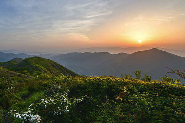 山花烂漫