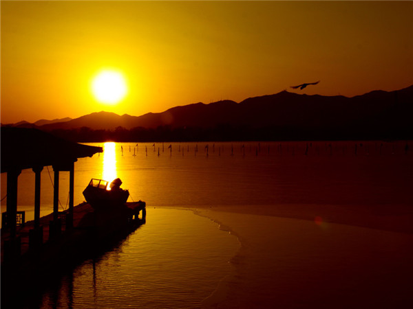 夕阳红