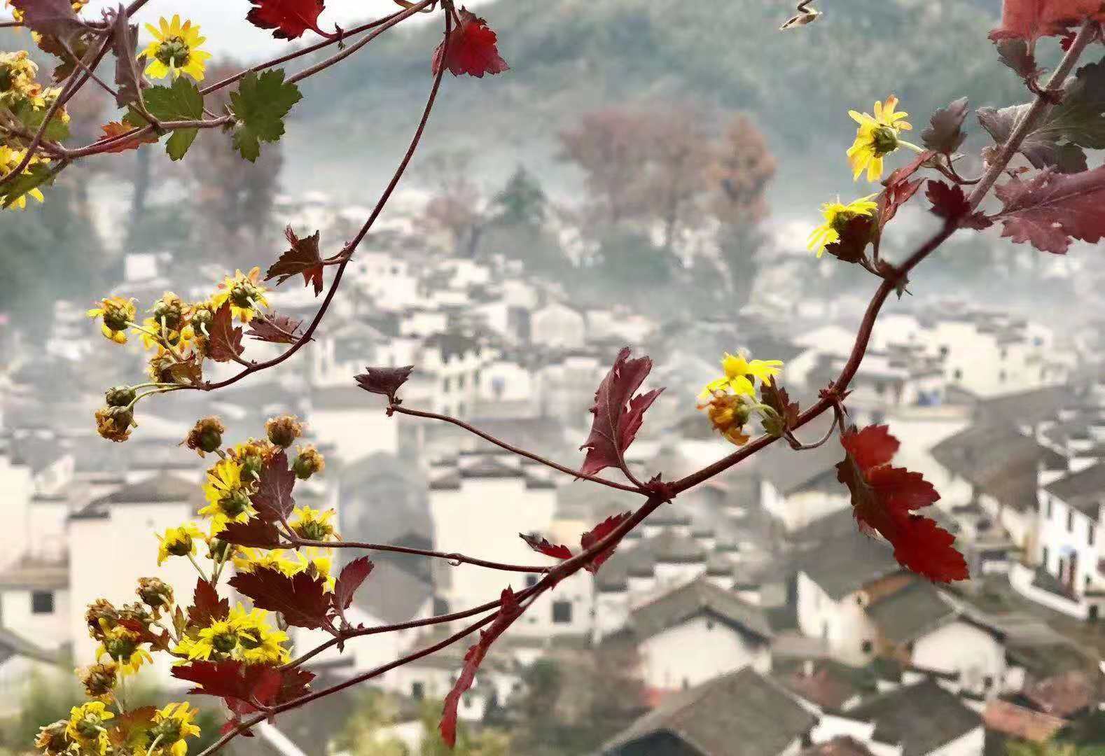 石城晨雾