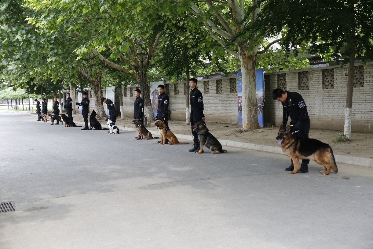 北京警犬学校图片